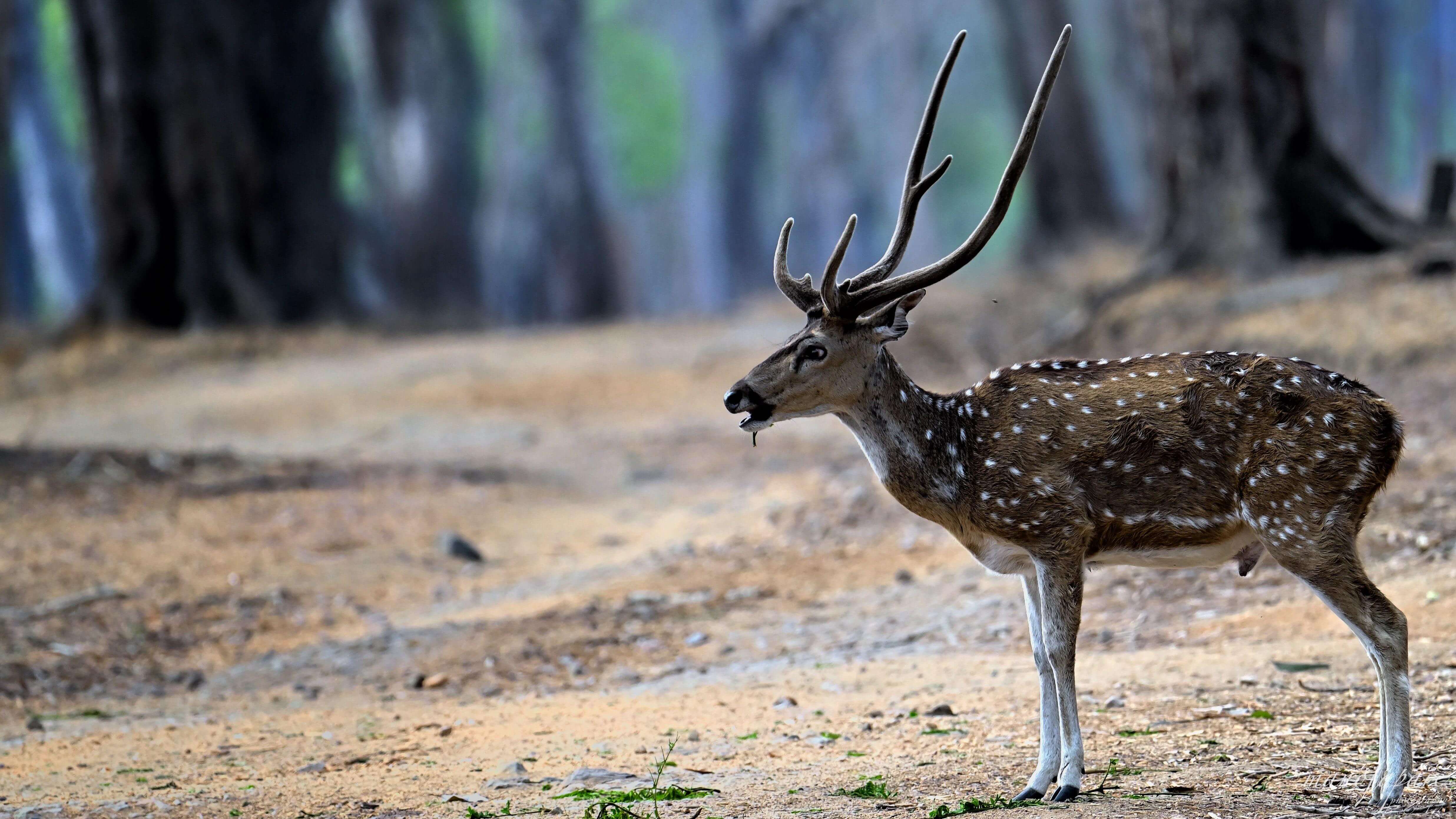 Dhorpatan Hunting Reserve: A Unique Wildlife and Trekking Destination in Nepal