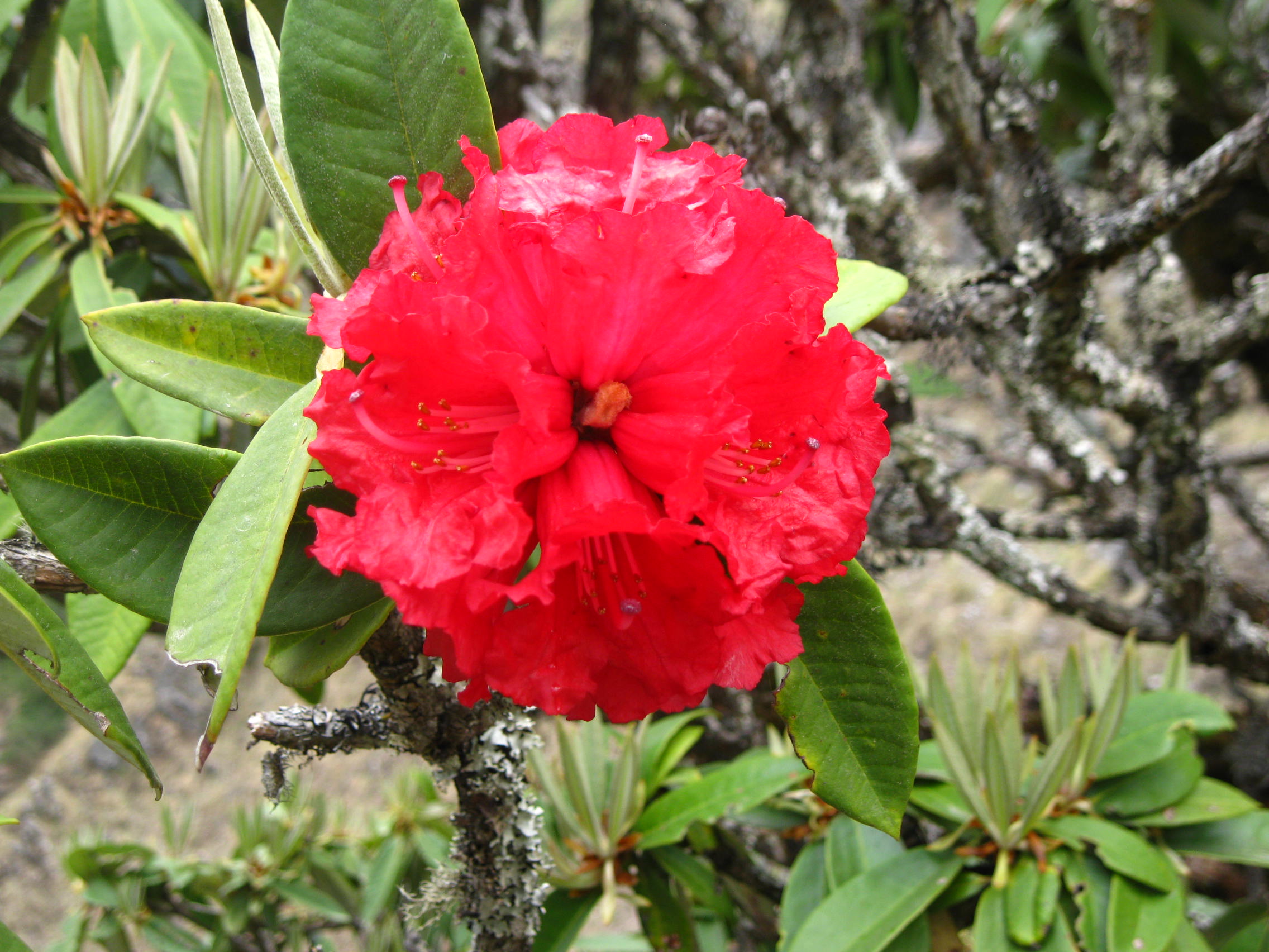 Tamang Heritage Trek